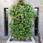 Confederate Jasmine Plants | Live 4 Inch Pots | Trachelospermum Jasminoides | Flowering Vine | Outdoor Garden