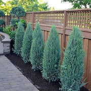 Blue Arrow Juniper | Live Gallon Size Tree | Juniperus Scopulorum | Formal Evergreen Privacy Screening Plants