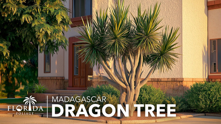 Madagascar Dragon Tree | Extra Large 3 Gallon Tree | Large Beautiful Florist Quality House Plant | Air Purifying Exotic Indoor Plant | Perfect for Home and Office Decor