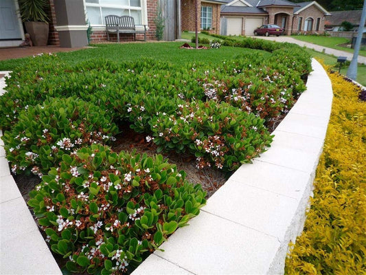 Indian Hawthorn | Live Plants | Rhaphiolepis Indica Alba | Flowering Evergreen Shrub