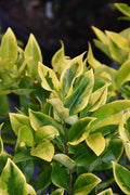 Ligustrum Japonicum Howardi I Large Gallon Size Plants I Variegated Privet Howard I Quality, Evergreen Japanese Privet Shrub for Ornamental Landscaping, Fast|Growing, Low|Maintenance
