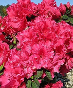 Red Ruffle Azalea | Live Seedlings | Rhododendron 'Red Ruffle' | Perfect for Colorful Vibrant Gardens | Hardy & Easy to Grow