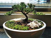 Shimpaku Juniper | Live 4 Inch Pot | Pre|Bonsai Juniperus Chinensis Plants | Symbol of Harmony Balance Meditation and Peace