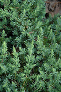 Blue Pacific Juniper | Extra Large 3 Gallon Plants | Live Fast|Growing Ground Cover Shrub, Drought|Tolerant, Low|Maintenance Landscaping Plant