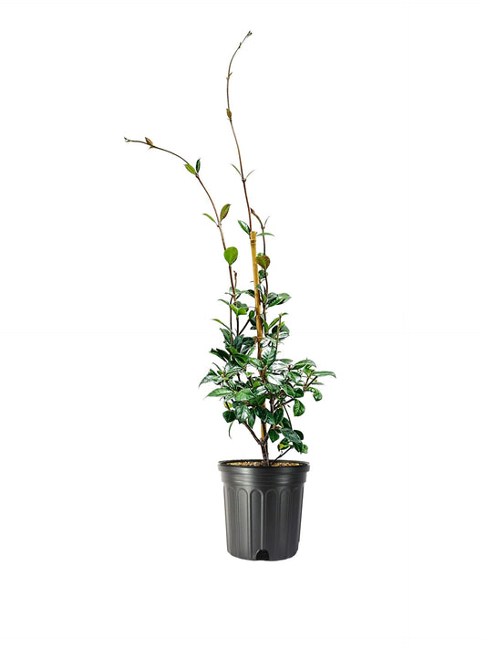 Star Confederate Jasmine I 2 Large Gallon Size Plants I Trachelospermum Jasminoides I Live Fragrant White Star-Shaped Flowers, Perfect for Trellises, Fences, and Arbors