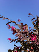 Loropetalum Zhuzhou I Live Plants I Chinese Fringe Flower I Striking Deep Purple Foliage with Vivid Pink Blooms, Ideal for Hedges, Borders, and Ornamental Gardens