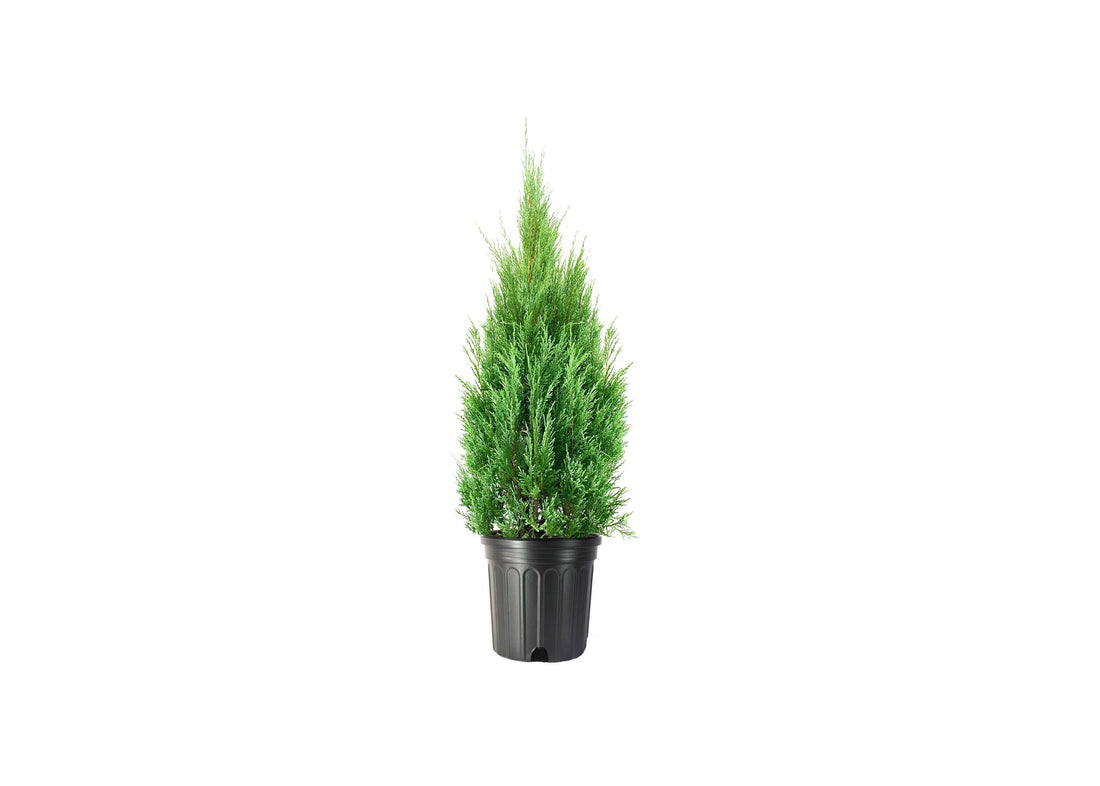 Medora Juniper | Extra Large 3 Gallon Plants | Columnar Evergreen Shrub for Privacy, Landscaping, and Ornamental Gardens | Drought|Resistant & Easy|to|Grow