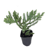 San Jose Juniper | 10 Live Plants | Juniperus Chinensis | Drought Tolerant Cold Hardy Evergreen Ground Cover
