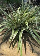 Variegated Flax Lily I Large Gallon Size Plants I Dianella Tasmanica I Live Striking Green and White Foliage, Drought|Resistant, Evergreen Perennial