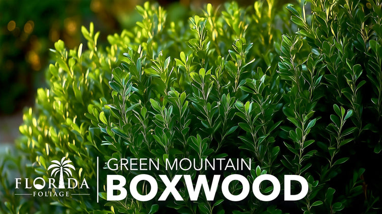 Green Mountain Boxwood | Live Gallon Size Plant | Elegant Pyramid|Shaped Evergreen, Ideal for Topiary & Landscaping, Cold|Hardy & Drought|Tolerant
