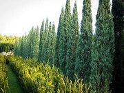 Skyrocket Juniper | Live Gallon Size Trees | Juniperus Scopulorum | Drought Tolerant Cold Hardy Formal Upright Evergreen Plant