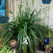 Walking Iris Apostle Plant | Extra Large 3 Gallon Plant | Neomarica gracilis | Tropical Foliage | Easy Care Perennial