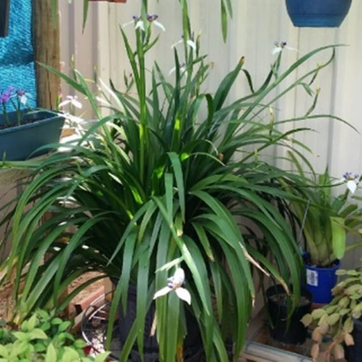 Walking Iris Apostle Plant | Extra Large 3 Gallon Plant | Neomarica gracilis | Tropical Foliage | Easy Care Perennial