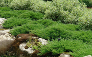 Juniper Andorra Compacta | Live Plants | Juniperus Horizontalis | Drought Tolerant Cold Hardy Evergreen Ground Cover