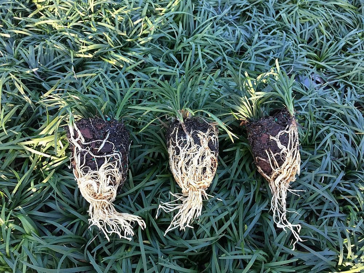 Dwarf Mondo Grass | 40 Live Plants | Shade Loving Evergreen Ground Cover Ophiopogon Japonicus Nanus