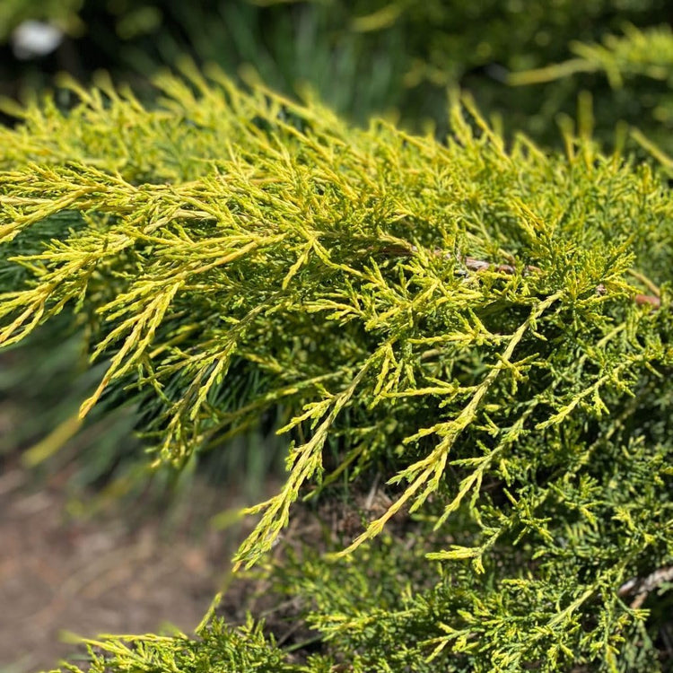 Juniper Gold Lace | Live 4 Inch Pots | Juniperus Chinensis | Drought Tolerant Cold Hardy Evergreen Groundcover Plants