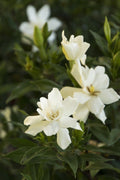 Frostproof Gardenia | Large Gallon Size Plants | Fragrant Blooming Shrub | Gardenia Jasminoides