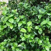 Viburnum Suspensum | Extra Large 3 Gallon Plants | Sandankwa Viburnum | Dense Evergreen Hedge | Year|Round Greenery