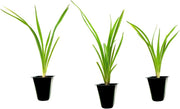 Daylily Yangtze I Live 3 Inch Pots I Hemerocallis | Yellow Flowers | Lush Scarlet Blooms, Exquisite Perennial Highlight, Effortless Growth for Garden Brilliance