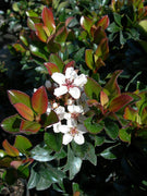 Indian Hawthorn | Live Plants | Rhaphiolepis Indica Alba | Flowering Evergreen Shrub