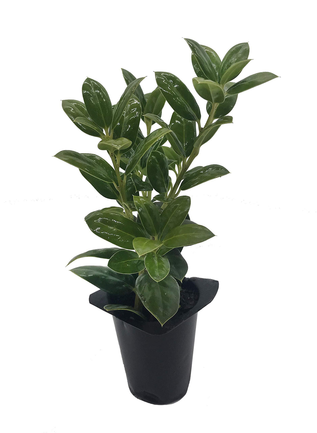 Dwarf Burford Holly Ilex | 20 Live Plants | Burfordi Evergreen Hedge Shrub