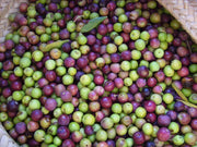 Arbequina Olive Tree | Live 4 Inch Pot | Grow Your Own Olives Indoors