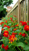 Lantana Dallas Red | Live Plants | Lantana Camara | Flowering Perennial | Garden Colorful Bloom | Hardy Outdoor Decor | Vibrant Red Flowers