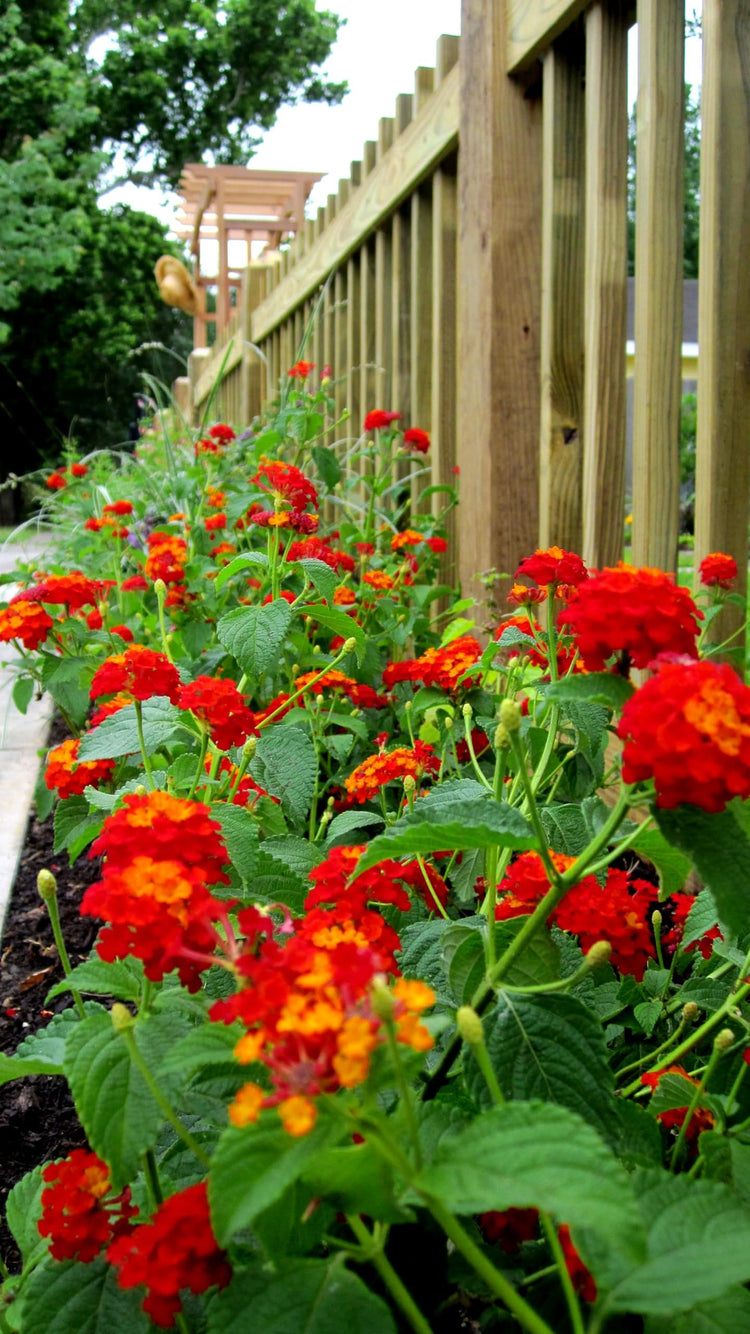 Lantana Dallas Red | Live Plants | Lantana Camara | Flowering Perennial | Garden Colorful Bloom | Hardy Outdoor Decor | Vibrant Red Flowers