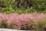 Pink Muhly Grass | 3 Large Live Plants | Muhlenbergia Capillaris | Hairawn Muhly | Blooming Ornamental Foliage