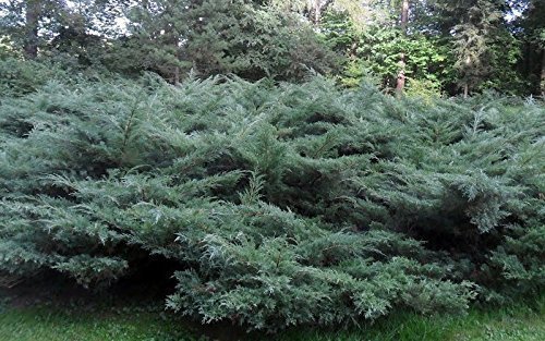 Blue Pfitzer Juniper | 10 Live Plants | Juniperus Chinensis | Drought Tolerant Cold Hardy Evergreen Groundcover
