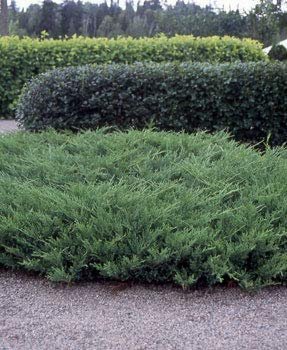 Juniper Nicks Compacta | Live Plants | Juniperus Chinensis | Drought Tolerant Cold Hardy Evergreen Ground Cover