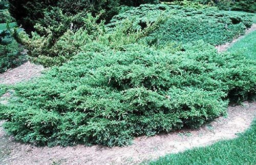 Kallay Juniper | Live Plants | Juniperus Chinensis | Drought Tolerant Cold Hardy Evergreen Ground Cover
