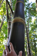Black Bamboo | Dendrocalamus Asper Hitam | Live Gallon Size Plants | Exotic Tropical Decor | Fast Growing Privacy Screen | Unique & Hardy