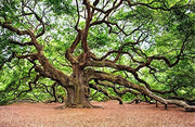 Southern Live Oak Tree | Quercus Virginiana | Live Plants | Durable Picturesque Shade Tree | Dark Green Foliage