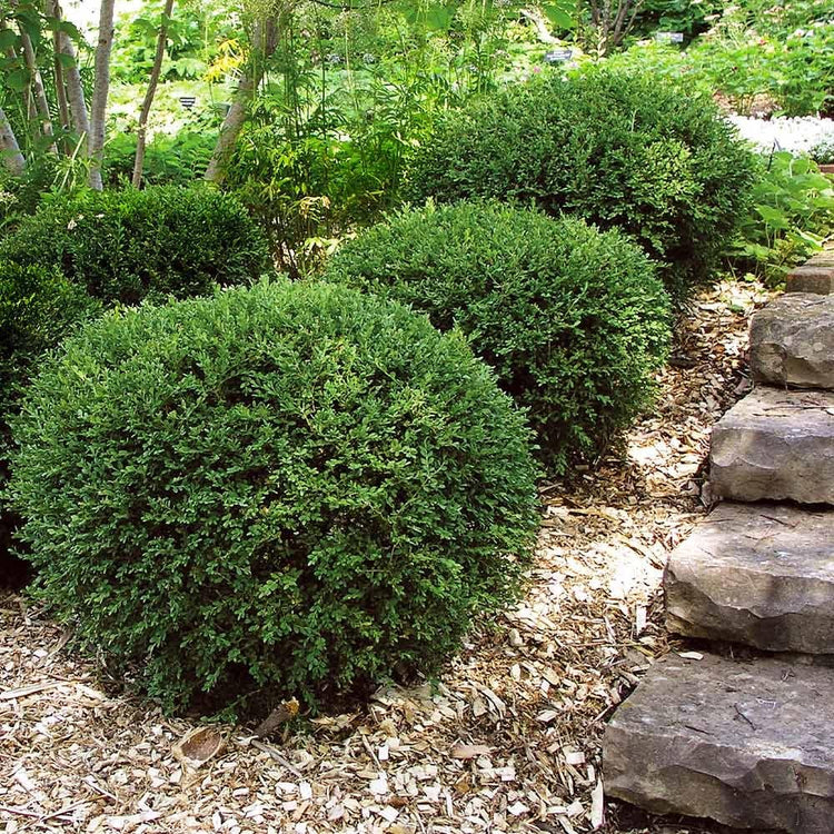 Wintergreen Boxwood | Live Quart Size Plants | Dense Evergreen Foliage, Cold|Hardy & Ideal for Year|Round Landscaping, Elegant Border & Hedge Plant, Live Shrub