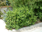 Viburnum Suspensum | Large Gallon Size Plants I Sandankwa I Live Durable Evergreen Shrub with Fragrant Blooms, Ideal for Hedges, Privacy Screens, and Ornamental Landscaping