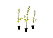 Crape Myrtle Twilight | Live Plants | Deep Purple Blooms, Premium Live Plant, Ornamental Garden Centerpiece for Stunning Seasonal Displays