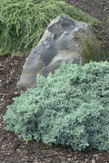 Blue Star Juniper | Large Gallon Size Plants | Juniperus Squamata | Low Maintenance Blue Evergreen Groundcover