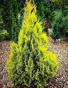 Arborvitae Berkman's Gold | Live Plants | Thuja Occidentalis | Perfect for Landscaping | Radiant & Hardy