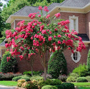 Crape Myrtle Tonto | Extra Large 3 Gallon Plants | Lagerstroemia 'Tonto' | Hardy Fuchsia Blooms | Compact Growth
