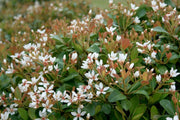 Indian Hawthorn | Live Plants | Rhaphiolepis Indica Alba | Flowering Evergreen Shrub
