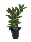 Dwarf Burford Holly Ilex | 40 Live Plants | Evergreen Burfordi Shrub