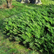 Parsoni Juniper | Extra Large 3 Gallon Plant | Healthy Drought|Resistant Evergreen Shrub | Ideal for Bonsai, Ground Cover, and Outdoor Landscaping – Easy|Growth Variety
