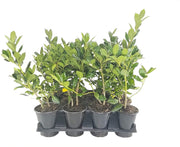 Ilex Nellie R. Stevens Holly | Live Quart Size Tree | Evergreen Privacy Shrub | Red Berries