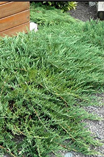 Green Sargent Juniper | Live Plants | Juniperus Chinensis | Drought Tolerant Cold Hardy Evergreen Ground Cover