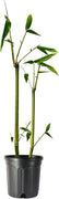 Giant Timber Bamboo | Live Plant | Bambusa Oldhamii | Beautiful Non|Invasive Clumping Bamboo Privacy Screen