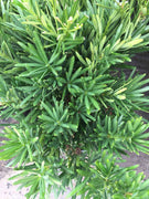 Podocarpus Pringles | Extra Large 3 Gallon Plants | Podocarpus Macrophyllus 'Pringles' | Ideal for Hedges | Low Maintenance Shrub