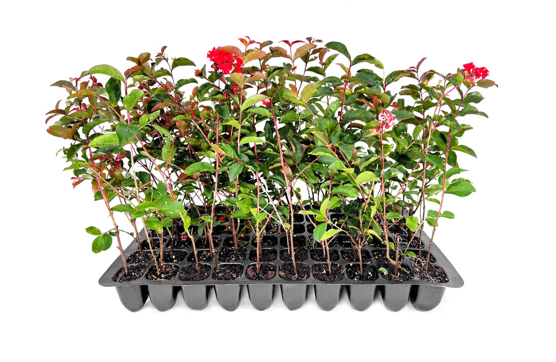 Crape Myrtle Red Rocket | Live Plants | Vivid Scarlet Blooms, Live Plant, Striking Ornamental Shrub for Vibrant Garden Displays