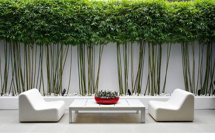 Graceful Bamboo | Slender Weavers | Textilis Gracilis | Live Plant | Fast Growing Evergreen Privacy Hedge