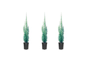 Skyrocket Juniper | Live 4 Inch Pots | Juniperus Scopulorum | Formal Upright Evergreen Tree